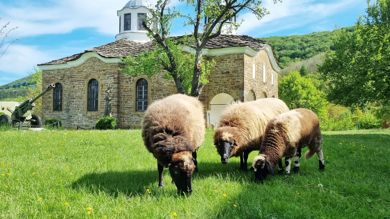 Sheep grazing in front of a small stone village church in rural Bulgaria