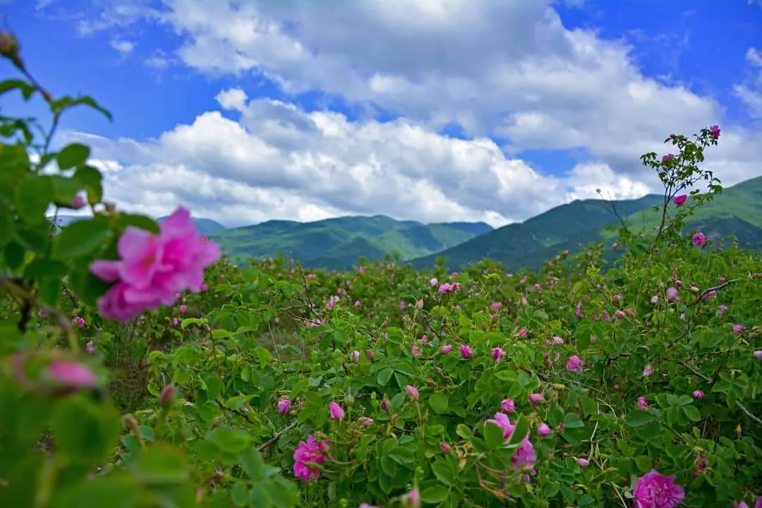 Rose Valley